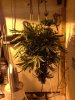 whole plant day 1.jpg