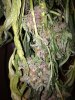 popcorn closeup.jpg