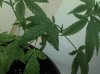 IMG_20121215_180607.jpg