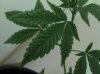 IMG_20121215_180613.jpg