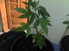 IMG_20121215_180704.jpg
