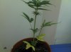 IMG_20121217_191041.jpg