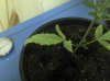 IMG_20121217_191135.jpg