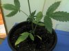 IMG_20121217_191158.jpg