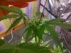 cheese bud.jpg cheese bud.jpg