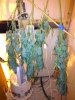2445623d1355767738-whack-base-whole-plant-drying-whole-plant-day-5.2.jpg