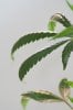 Pinapple  Chunk_closeup_RIU.jpg