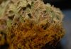 nug3.jpg nug3.jpg