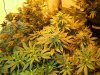 12-19-12 flower room 5 fp.jpg