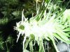 DSCF5097.jpg