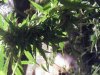DSCF5106.jpg