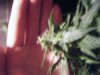 DSCF5111.jpg