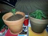 plant.jpg