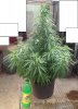 weed.jpg weed.jpg
