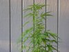 DSC00546.jpg