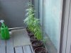 DSC00554.jpg