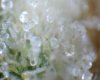 Kandy Trichome Jungle.jpg