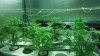 defoliation2 001.jpg defoliation2 001.jpg