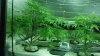 defoliation2 003.jpg defoliation2 003.jpg