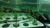 defoliation2 004.jpg defoliation2 004.jpg