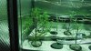 defoliation2 005.jpg defoliation2 005.jpg