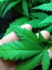 plants 001.jpg
