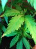 plants 002.jpg