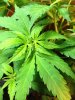 plants 003.jpg
