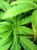 plants 004.jpg