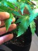 plants 005.jpg