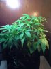 plants 006.jpg