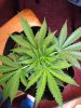 plants 007.jpg