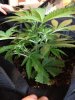 plants 008.jpg