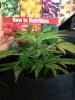 plants 009.jpg