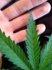plants 010.jpg
