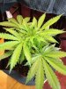 plants 011.jpg