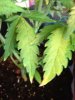 plants 012.jpg