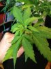 plants 013.jpg