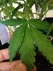 plants 014.jpg