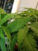 plants 015.jpg