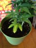 plants 016.jpg