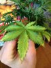 plants 017.jpg