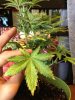 plants 018.jpg
