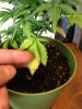 plants 019.jpg