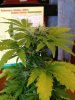 plants 020.jpg