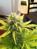 plants 021.jpg