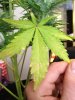 plants 022.jpg