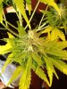 plants 023.jpg
