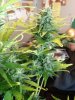 plants 024.jpg