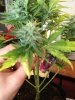 plants 025.jpg